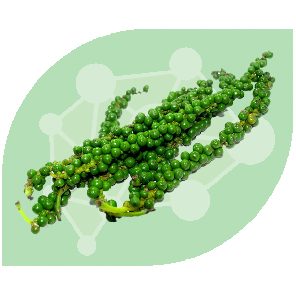 พริกไทยดำ Pepper
