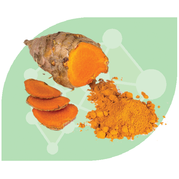 ขมิ้นชัน Turmeric