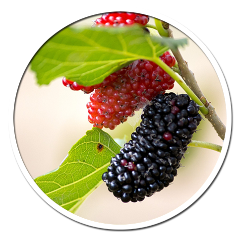 Mulberry ใบหม่อน