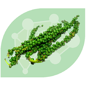 พริกไทยดำ Pepper